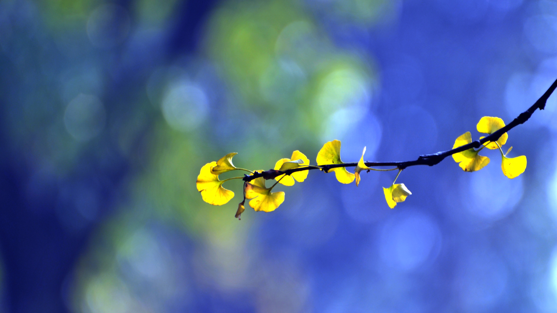 Branche délicate de ginkgo biloba aux feuilles dorées, flottant sur un fond de lumière bleue, symbole de respiration et de lien au vivant