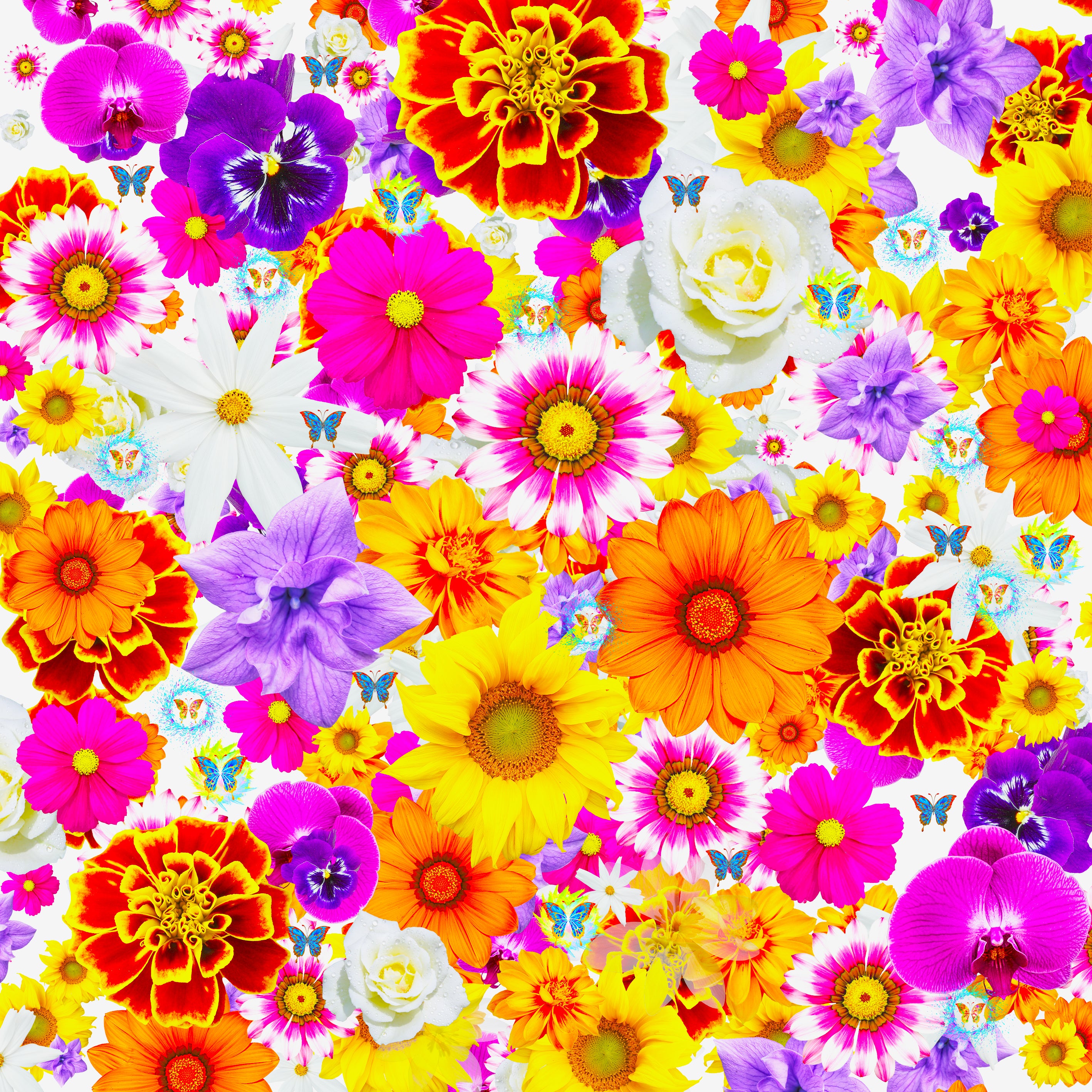 Collage éclatant de fleurs multicolores sur fond blanc – Exstatic Designs, Xavier Gaillot